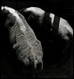 Photograph of two cows at Cattle Auctions